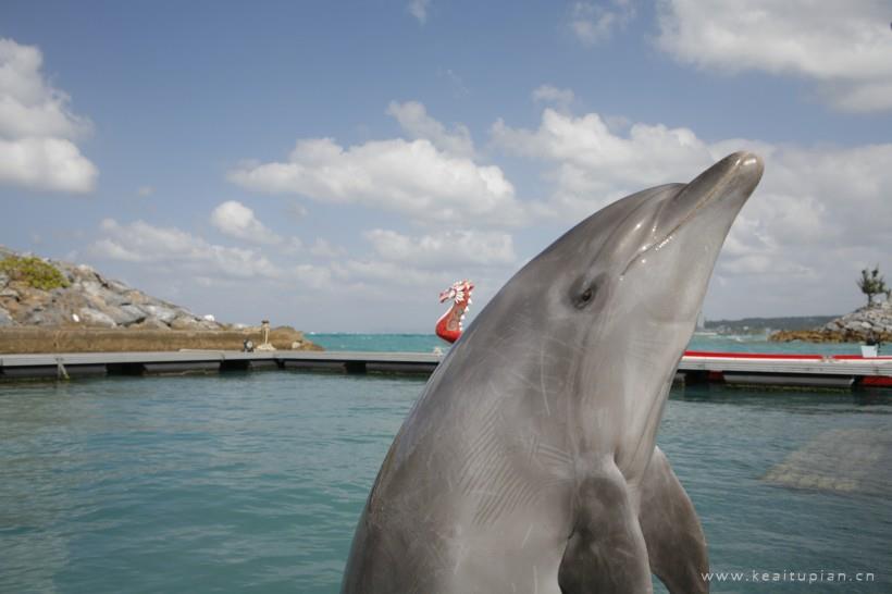 水族馆中跃出水面的可爱海豚高清壁纸图片